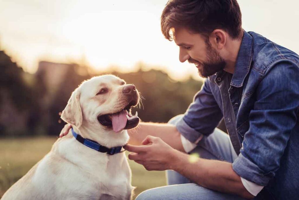 risque de morsure de chien